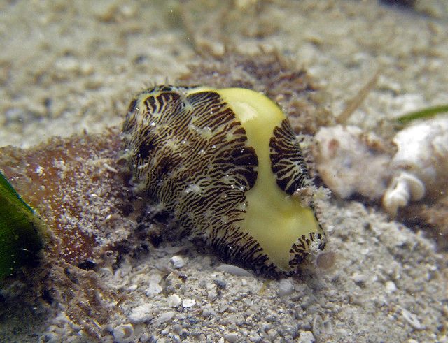 Cypraea moneta